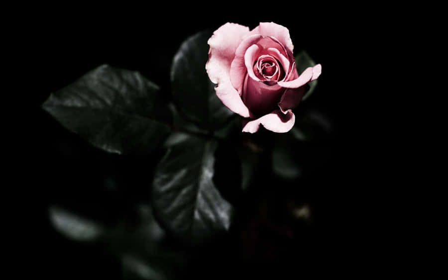 A Pink Rose Is Shown In The Dark Wallpaper