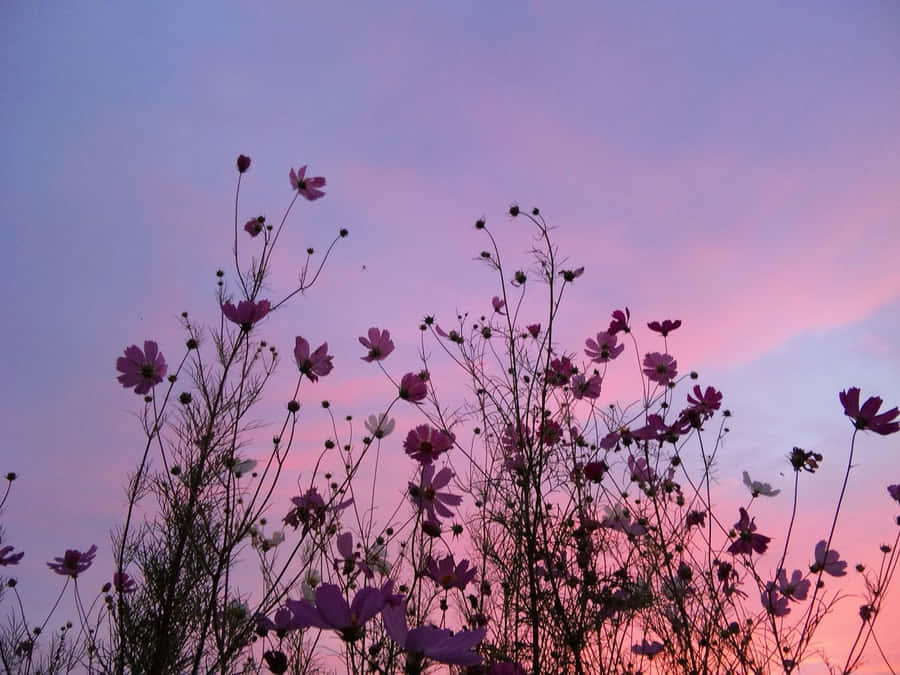 A Pink Sky With Flowers In The Background Wallpaper