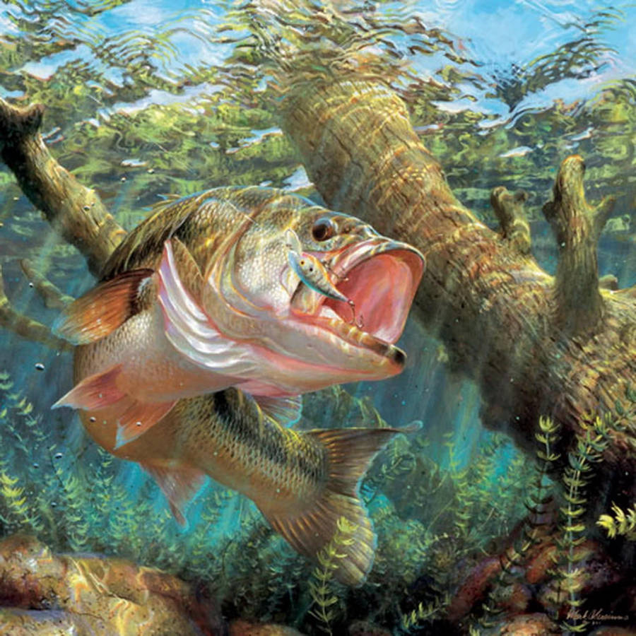 A Pinkish Largemouth Bass Wallpaper