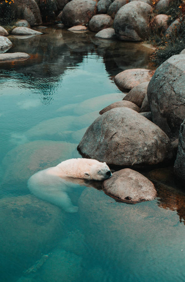 A Polar Bear Resting On A Large Stone Wallpaper