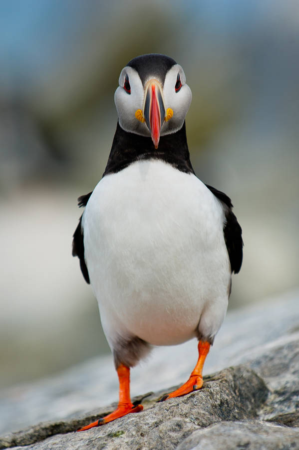 A Puffin Bird Perched Atop A Rocky Ocean Shoreline Wallpaper