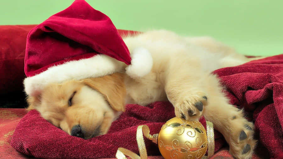 A Puppy Sleeping On A Red Blanket Wallpaper