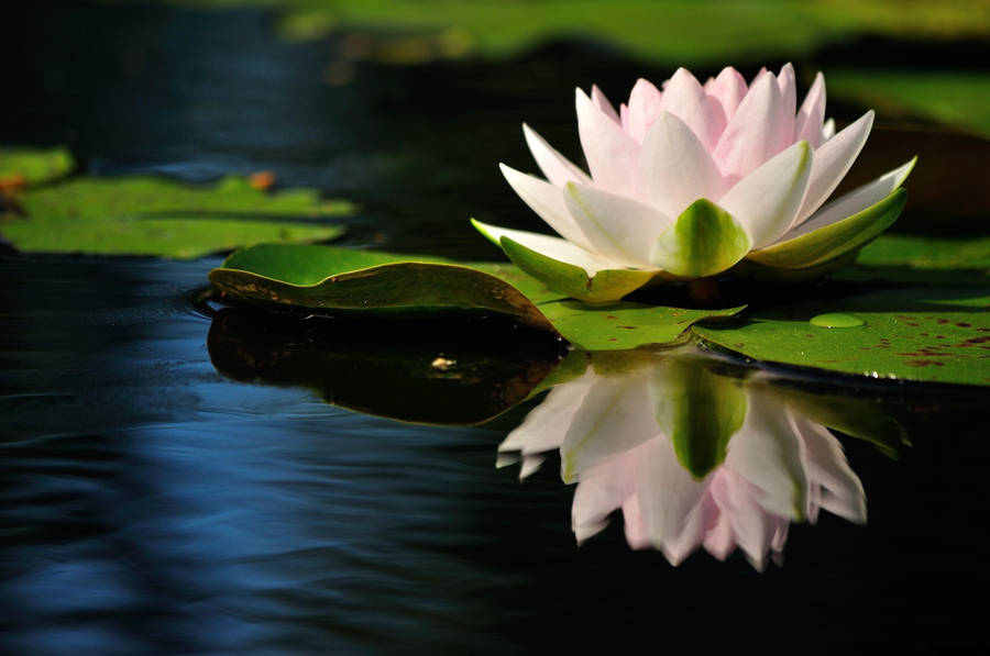 A Quiet Pond With Lotus Flower Wallpaper