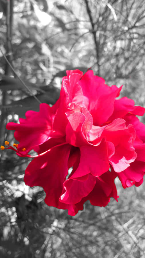 A Red Flower In A Bush Wallpaper