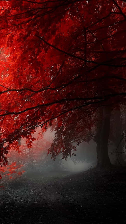 A Red Forest With Trees In The Fog Wallpaper