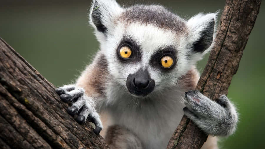 A Ring-tailed Lemur Perched On A Branch. Wallpaper