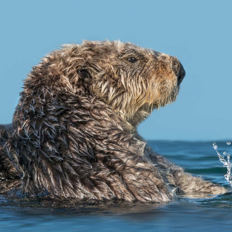 A Serene Day With A Playful Sea Otter Wallpaper