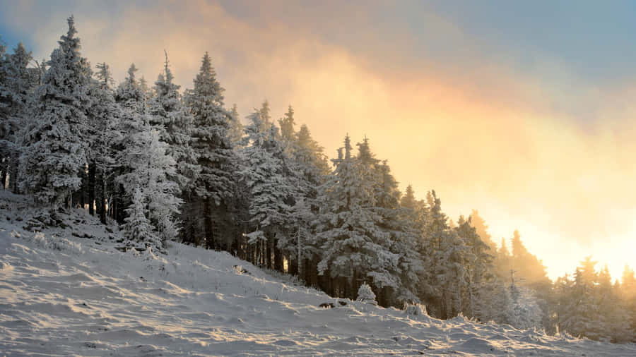 A Serene Winter Day In The Forest Wallpaper