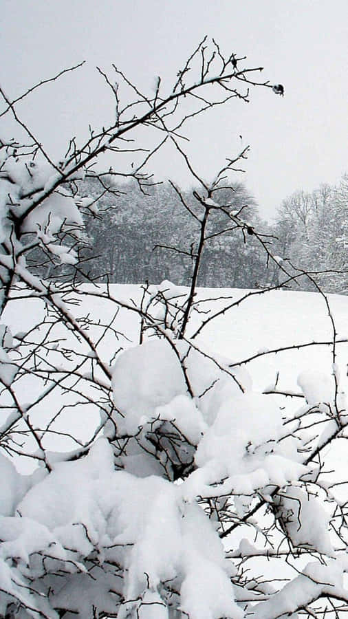 A Serene Winter Wonderland Captured Through Phone Wallpaper
