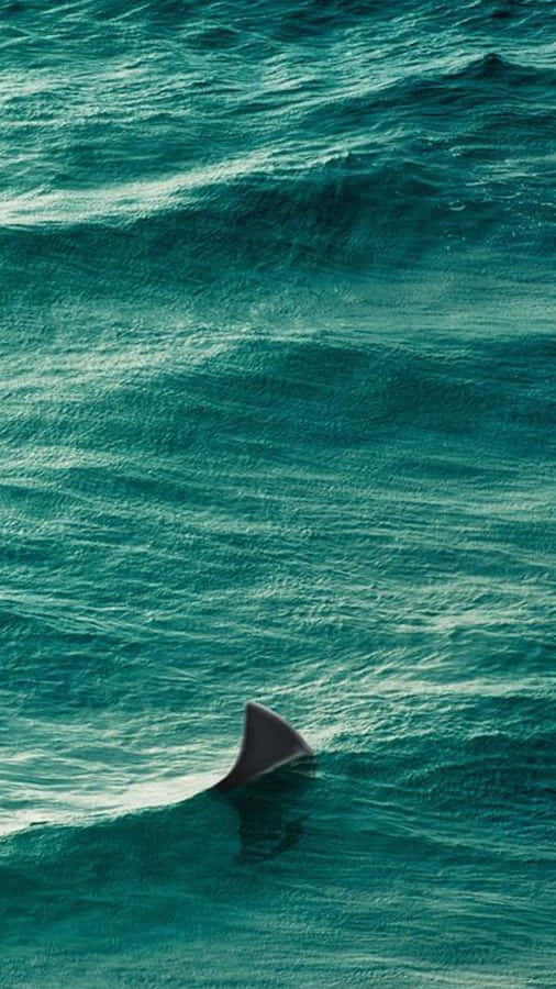 A Shark Is Swimming In The Ocean Wallpaper