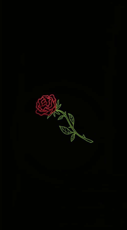 A Single Rose Reflects Beauty And Grace Wallpaper