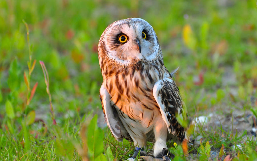 A Small And Adorable Baby Owl Sits In Its Natural Habitat. Wallpaper