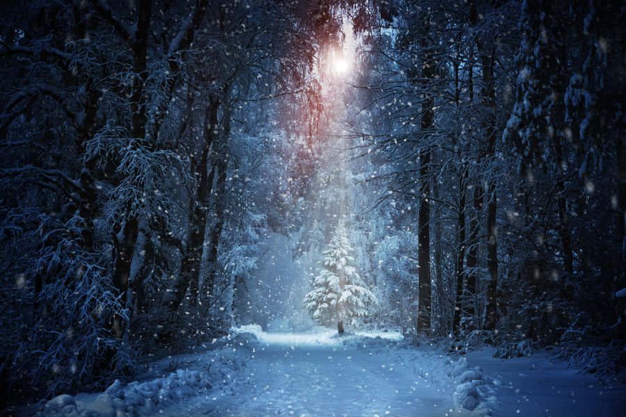 A Snowy Forest With A Christmas Tree In The Middle Wallpaper