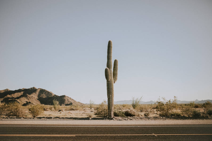 A Solitary Cactus Along A Winding Desert Road Wallpaper