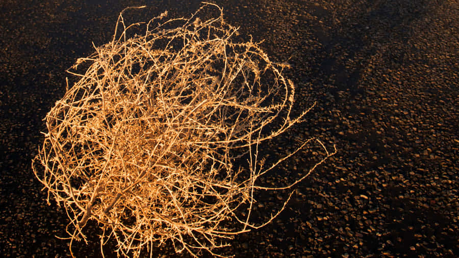 A Solitary Tumbleweed Traversing The Arid Desert Landscape Wallpaper
