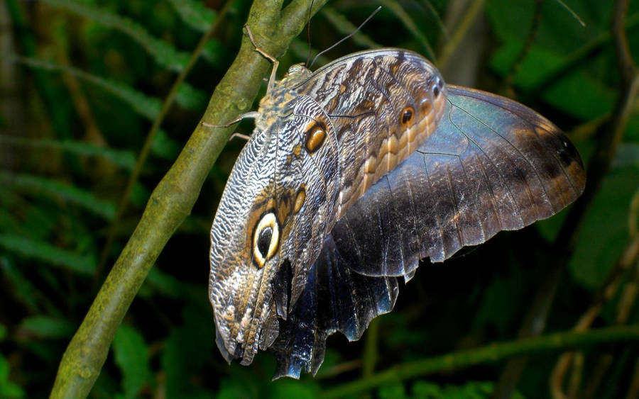 A Speckled Butterfly Poses On A Delicate Stem Wallpaper