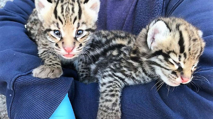 A Stunning View Of An Ocelot In The Wild Wallpaper