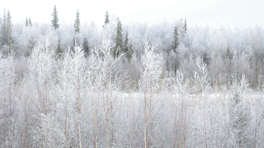 A Tranquil Snow-covered Forest During Winter Wallpaper