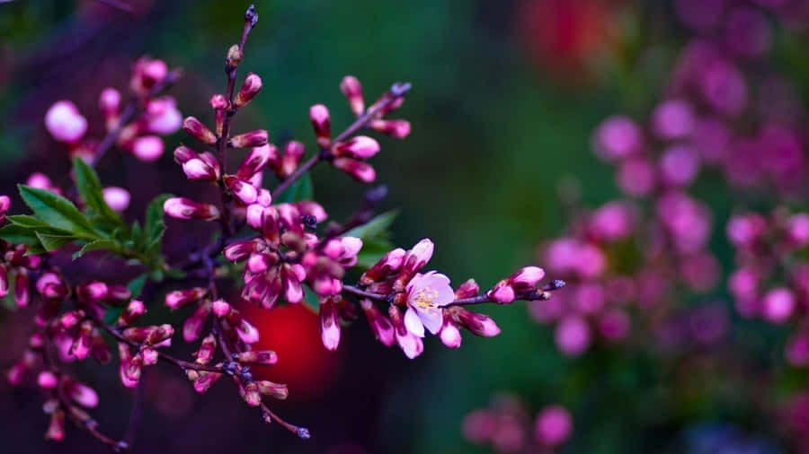 A Varied Array Of Spring Flowers Wallpaper