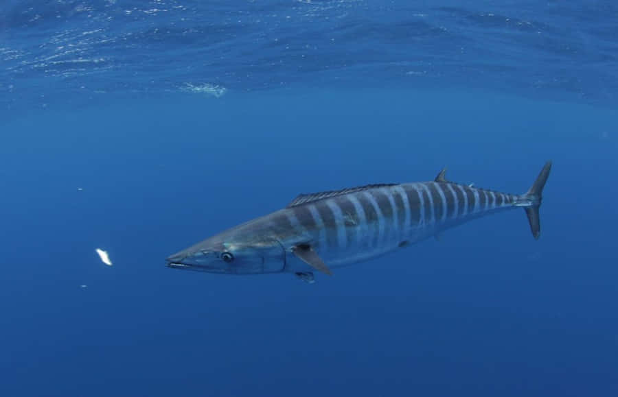 A Vibrant Wahoo Fish Swimming Underwater In Its Natural Habitat. Wallpaper