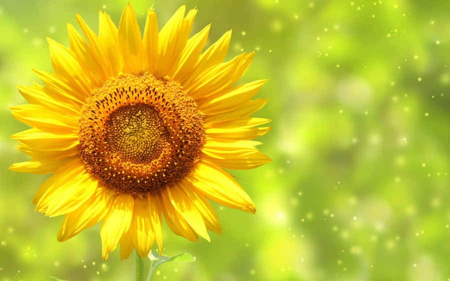 A Vibrant Yellow Sunflower Smiles At The Camera. Wallpaper