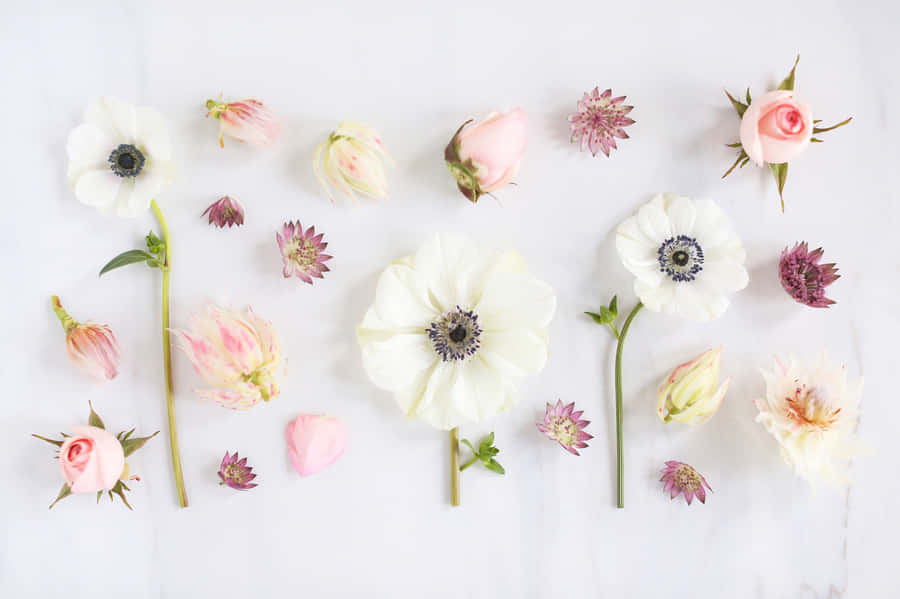 A White And Pink Flower Arrangement On A White Surface Wallpaper