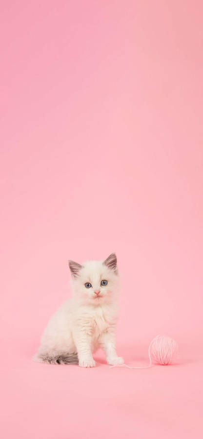 A White Kitten Sitting On A Pink Background Wallpaper