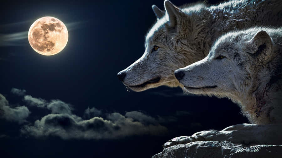 A Wolf Silhouetted By The Moonlight, Out To Hunt Its Prey Wallpaper