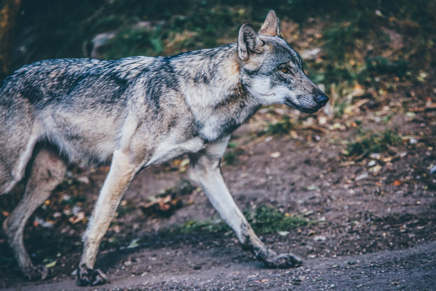 A Wolf Wandering Through A Quiet Forest. Wallpaper