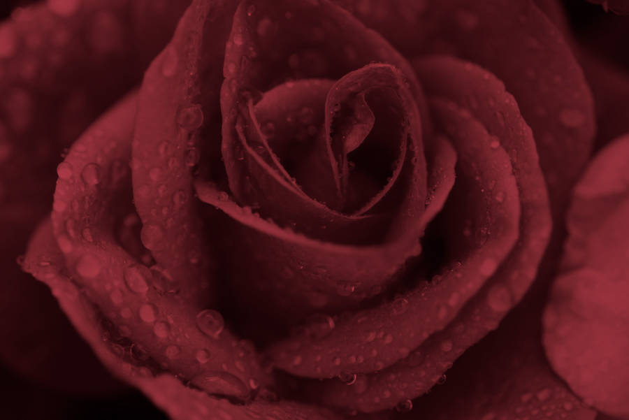 Add A Touch Of Vintage Pink To Your Aesthetic. Wallpaper