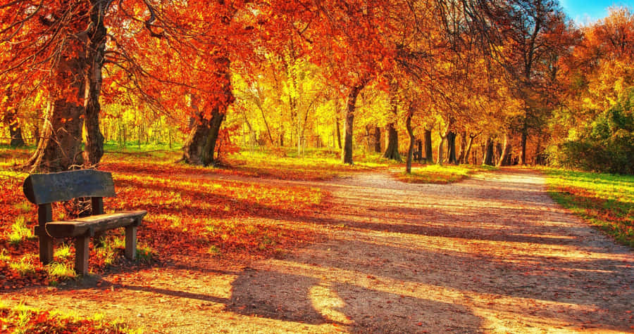 Admire The Beautiful Changing Scenery Of Fall Wallpaper