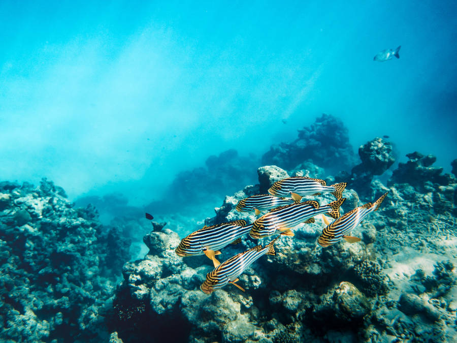 Admire The Diverse And Colorful Fish Of A Tropical Coral Reef Wallpaper