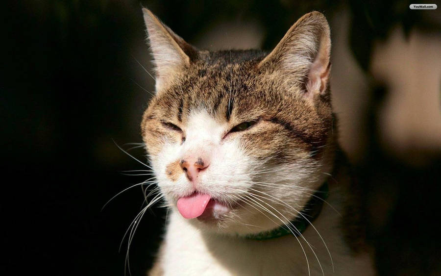 Adorable Cat Lounging In Sunshine Wallpaper