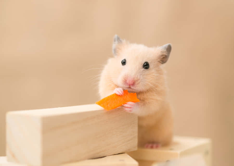 Adorable Hamster Holding Chip Wallpaper