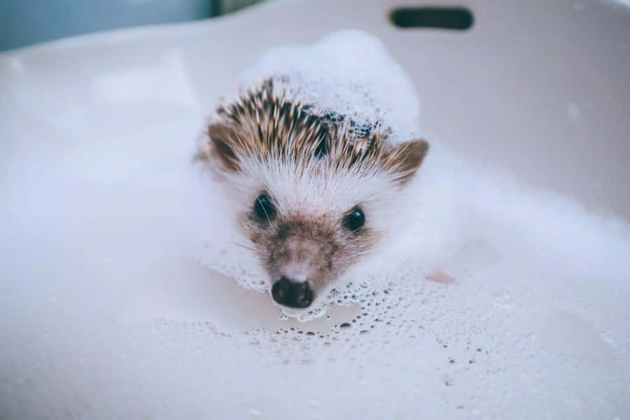 Adorable Hedgehog Ready For A Cuddle Wallpaper
