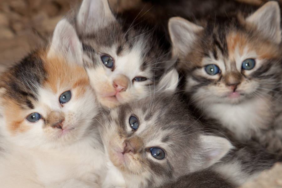 Adorable_ Kitten_ Quartet.jpg Wallpaper