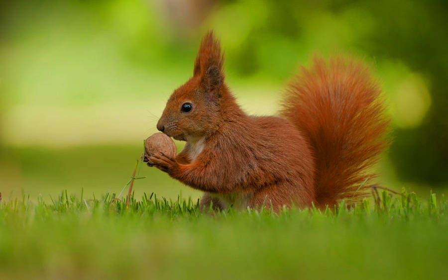 Adorable Red Squirrel Feasting On A Nut Wallpaper