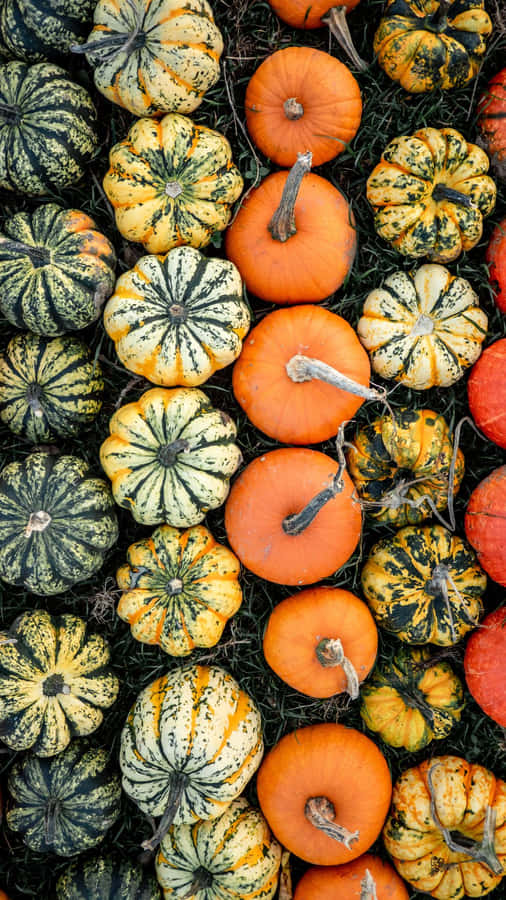 Adorable Smiling Pumpkin Wallpaper