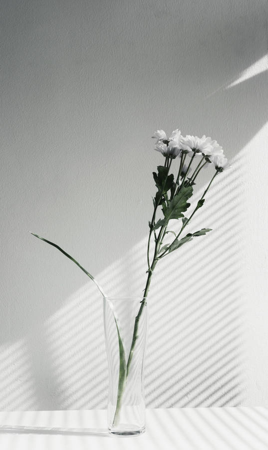 Aesthetic And Minimalist Flower Wallpaper