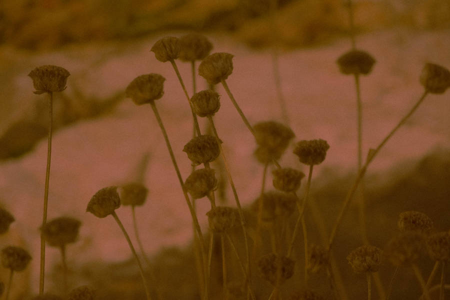 Aesthetic Brown Small Flowers Wallpaper