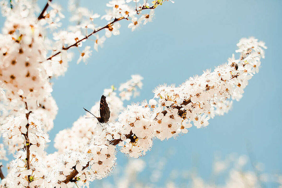 Aesthetic Butterfly On A Tree Wallpaper
