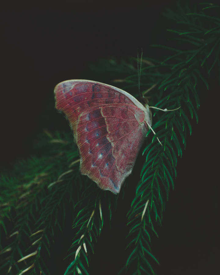 Aesthetic Butterfly On Pine Tree Wallpaper