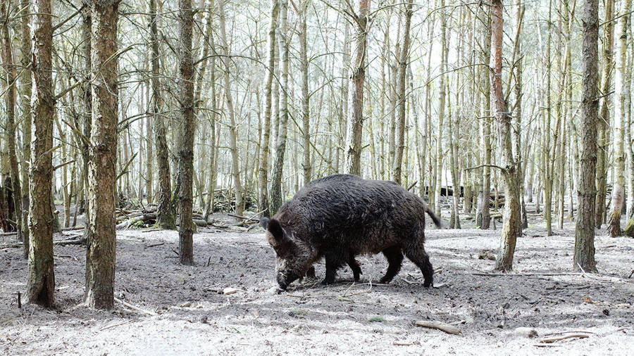 Aesthetic Central European Wild Boar Wallpaper
