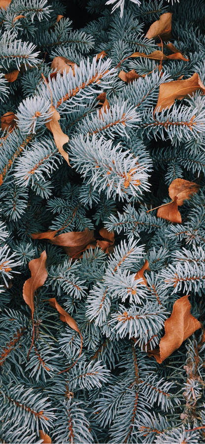 Aesthetic Christmas Iphone 1242 X 2688 Wallpaper