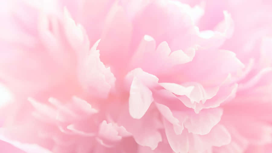 Aesthetic Computer Light Pink Carnation Wallpaper