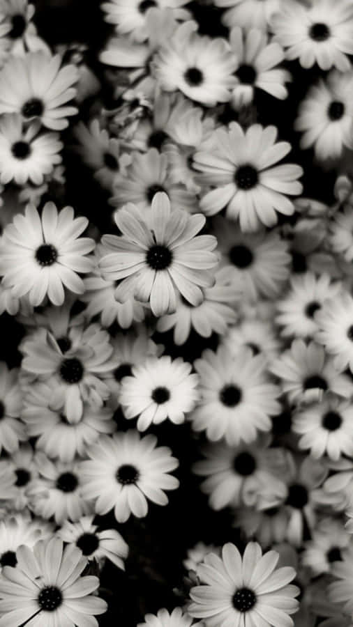 Aesthetic Daisy Black And White Wallpaper