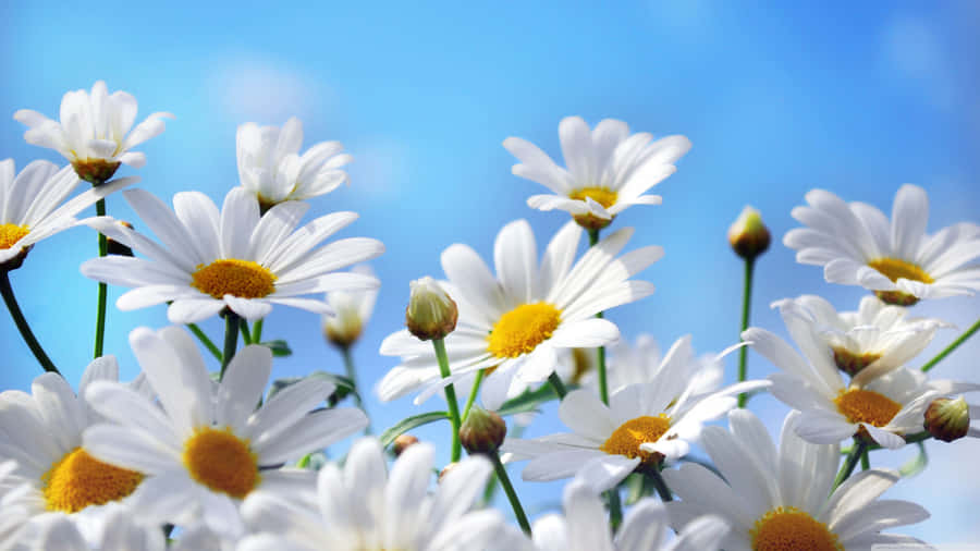 Aesthetic Daisy Blue Sky Close Up Wallpaper