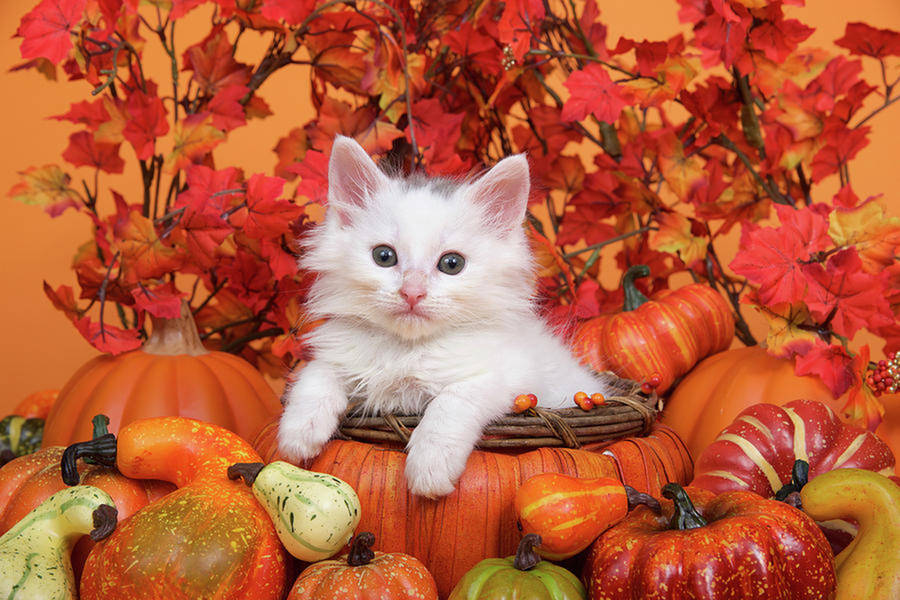Aesthetic Fall Cat Wallpaper