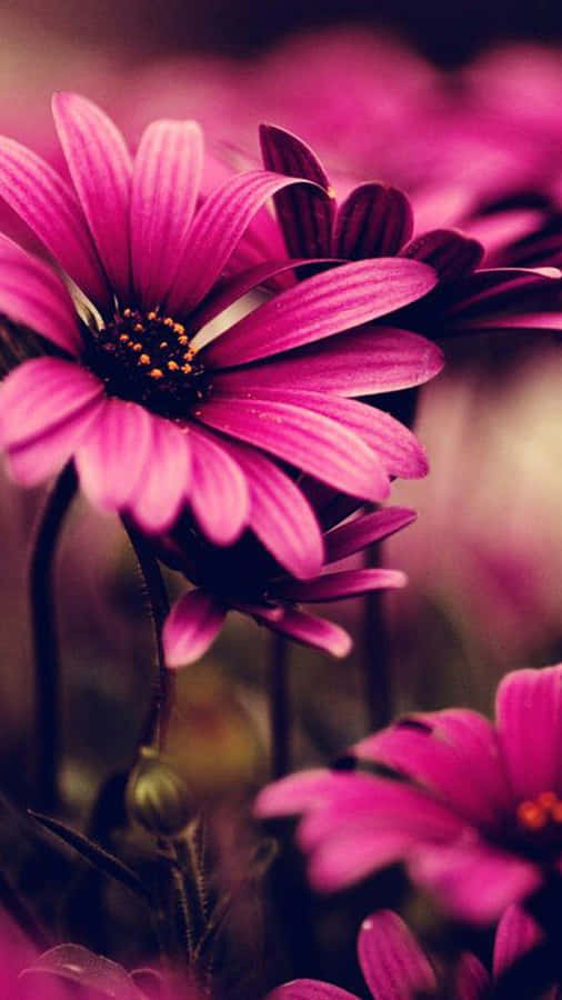 Aesthetic Flowers Black And Pink Iphone Wallpaper
