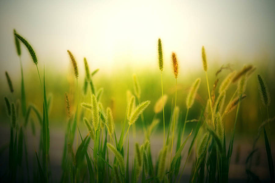 Aesthetic Hijau Grass Wallpaper